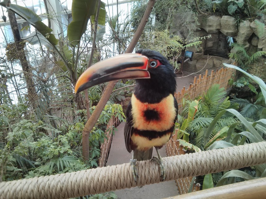 This bird is very not scared of people