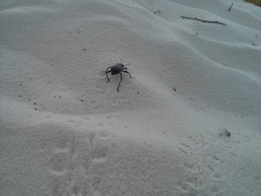 There were some signs talking about kit foxes, but this is the only animal life I saw on the dunes.
