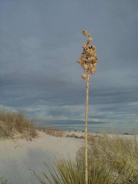 The tops of these plans are composed of dry pods with some rattly bit inside them. When you shake the plants they sound like rainsticks. Cool!