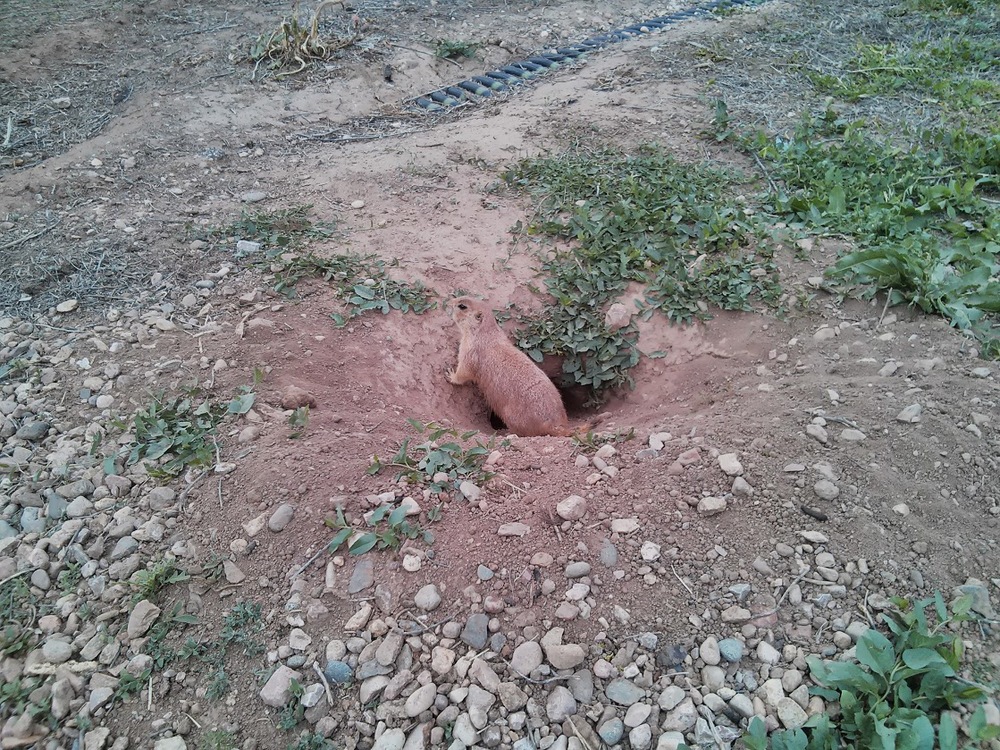 This fat groundhog let me get right up to him