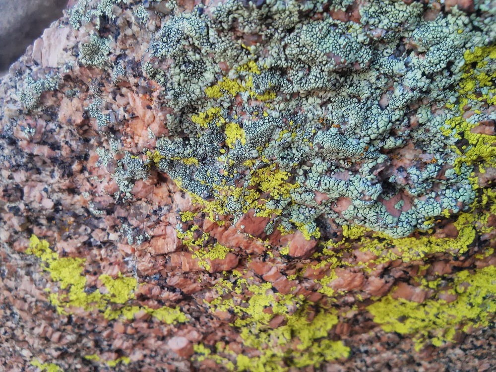 Another unusual type of rock. Pretty with all the lichen on it.